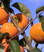 Kaki - Tomel japonský - Rojo Brillante 